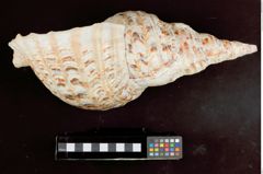 Foto (Seitenansicht) von Tempeltrompete (Tritonshorn) (NHMW-ZOO-MO-0081100-ETH-113)